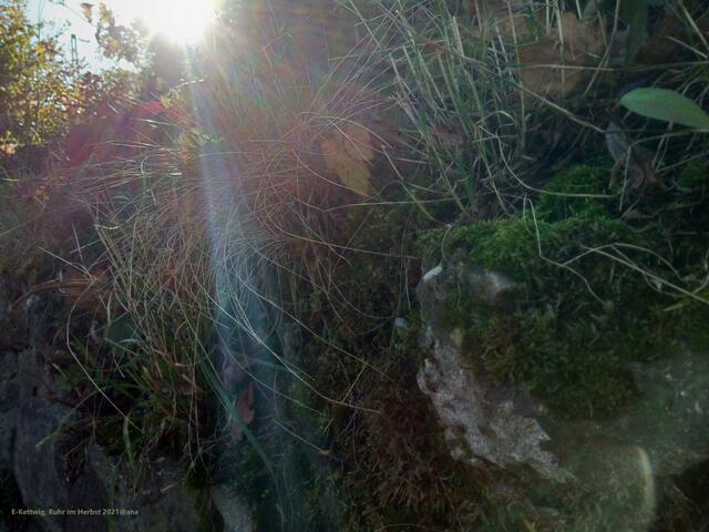 MOOSige´Mauer, Essen