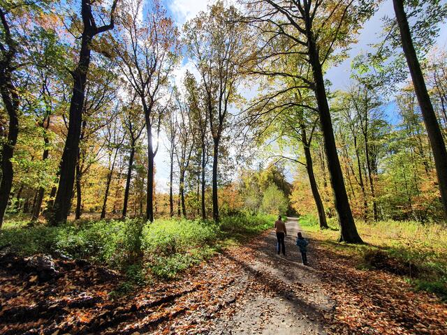 Westerholter Wald