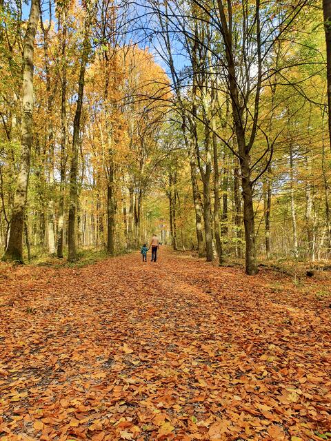 Bei sonnigem Wetter strahlten die Blätter der Bäume in den schönsten Herbstfarben.