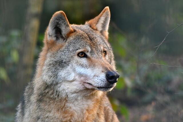 Heute im Naturwildpark Granat.