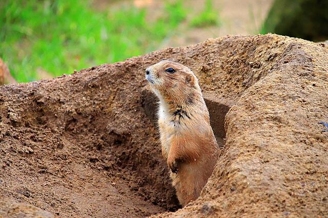 Präriehunde sind eine nordamerikanische Gattung der Erdhörnchen. Sie sind verwandt mit den Murmeltieren und den Zieseln. Wikipedia