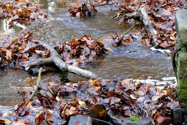 Hier schlängelt sich der Borbach durch das herbstlich gefallen Laub
