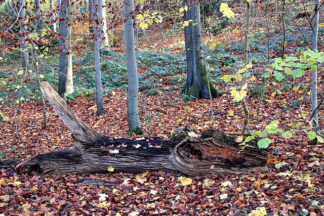 Immer wieder gerne im Bild festgehalten dieses "Krokodil"