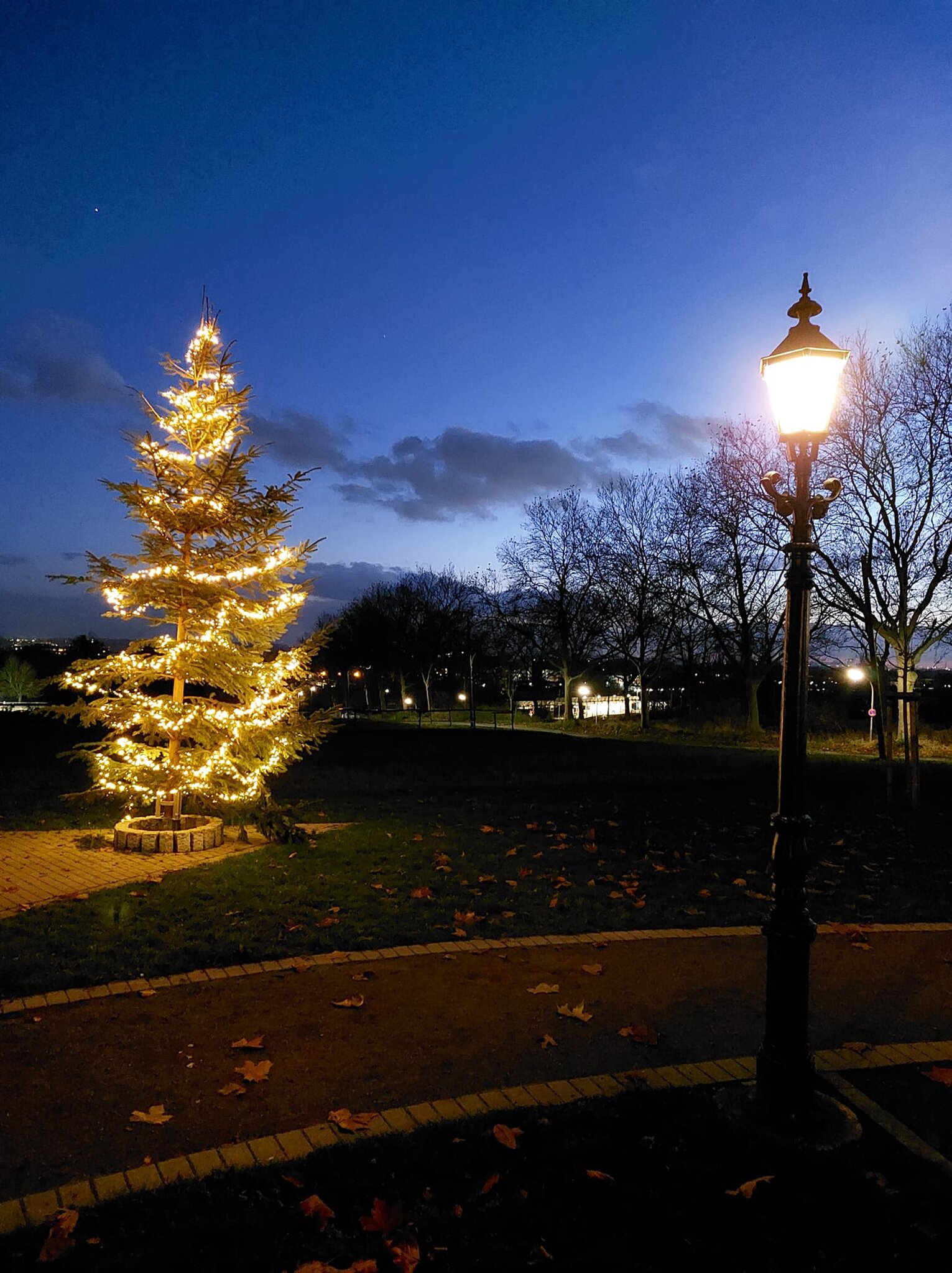 Bürger- und Heimatverein: Weihnachtsbaum schmückt den Greveler 