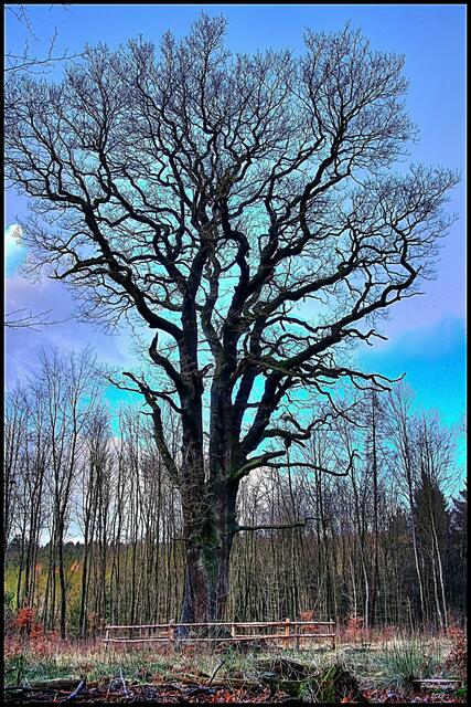 Schön sieht sie aus, die ca. 700 Jahre alte Eichendame im Luerwald nahe Oesbern. Den Namen "Dicke Berta" trägt sie mit ihrem unglaublichen Stammdurchmesser von 5,74 Metern zu recht. Sie ist die mächtigste Eiche im Märkischen Kreis. Archivfoto: Andreas Ludwig 