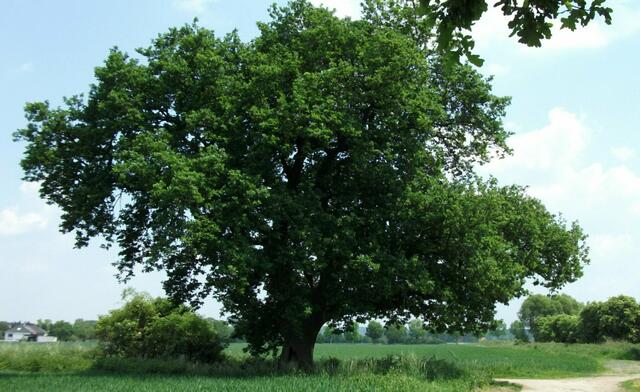 Die nächste Riesin in der Region ist ebenfalls eine deutsche Eiche und steht in Fröndenberg-Westick. Archivfoto: Detlef Albrecht