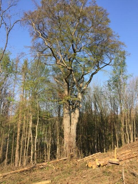 Ein Foto aus dem Frühling 2020. Die Fichten um sie herum sind fast kahl. Foto: Wolfgang Exler