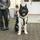 2374:; Rüde (American Akita); gefunden am  29. November im Volksgarten in Kray. Der Hund ist gechippt (934xxx011240792), aber leider nicht gemeldet. | Foto: Tierheim Essen