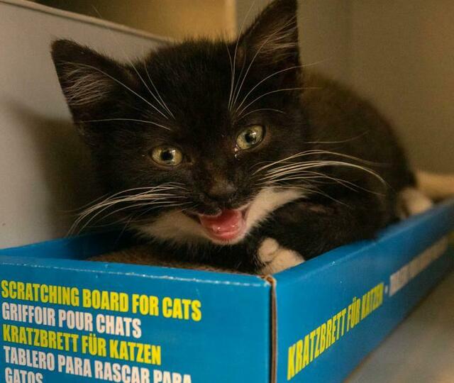 422: Katze, weiblich; gefunden am 8. Dezember an der Feldwiese in Katernberg | Foto: Tierheim Essen