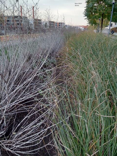 mitten in Essens´City im November 2021@ana