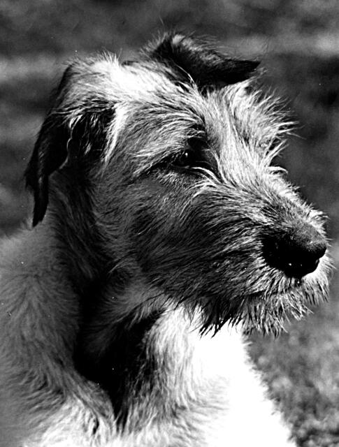 Fotografie Hund Dusty zur Story in Lokalkompass: "Vision: helfende Hand für: Garten, Kinder, Hund.
Wohnung Suche, Gartenarbeit, Familien, Senioren." | Foto: Jörg Schubert - #schubertj73