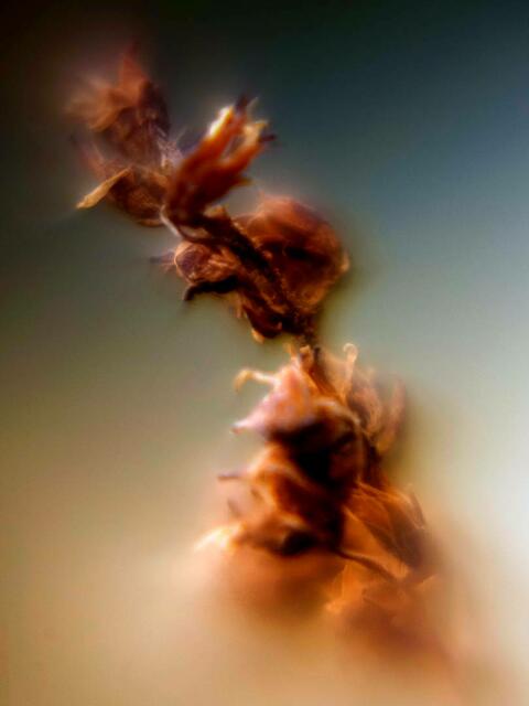 Fotografie Blume zur Story in Lokalkompass: "Vision: helfende Hand für: Garten, Kinder, Hund.
Wohnung Suche, Gartenarbeit, Familien, Senioren." | Foto: Jörg Schubert - #schubertj73