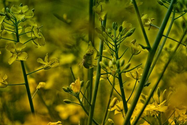 Fotografie Blumen zur Story in Lokalkompass: "Vision: helfende Hand für: Garten, Kinder, Hund.
Wohnung Suche, Gartenarbeit, Familien, Senioren." | Foto: Jörg Schubert - #schubertj73