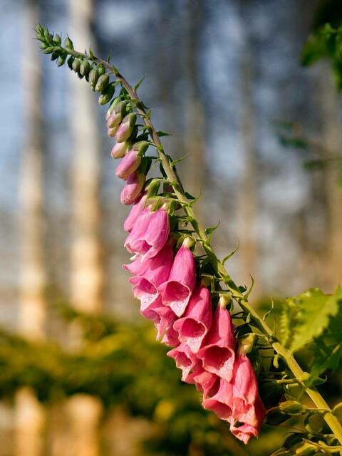 Fotografie Blume 2 zur Story in Lokalkompass: "Vision: helfende Hand für: Garten, Kinder, Hund.
Wohnung Suche, Gartenarbeit, Familien, Senioren." | Foto: Jörg Schubert - #schubertj73