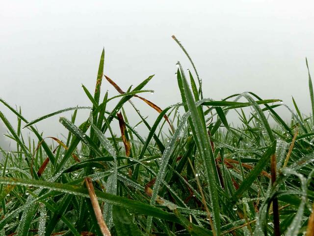 Fotografie Gras zur Story in Lokalkompass: "Vision: helfende Hand für: Garten, Kinder, Hund.
Wohnung Suche, Gartenarbeit, Familien, Senioren."
 | Foto: Jörg Schubert - #schubertj73