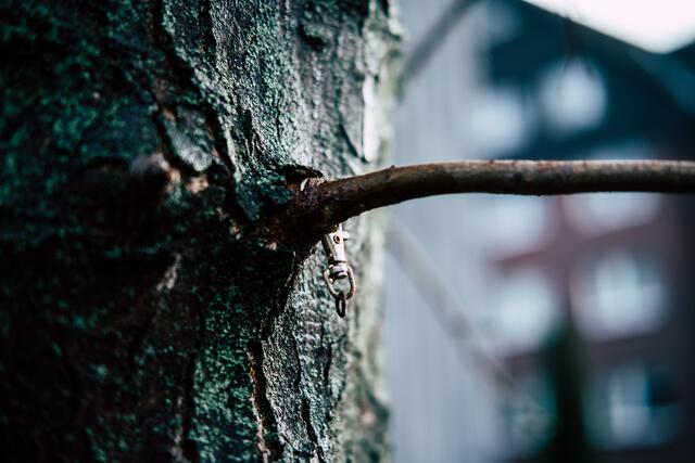 Verbunden und verwachsen - Einigkeit 