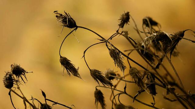 Fotografie Herbstblume zur Story in Lokalkompass: "Vision: helfende Hand für: Garten, Kinder, Hund.
Wohnung Suche, Gartenarbeit, Familien, Senioren." | Foto: Jörg Schubert - #schubertj73