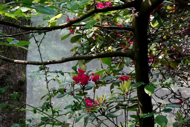 Fotografie Baum zur Story in Lokalkompass: "Vision: helfende Hand für: Garten, Kinder, Hund.
Wohnung Suche, Gartenarbeit, Familien, Senioren." | Foto: Jörg Schubert - #schubertj73