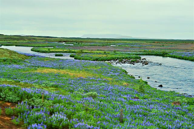 Lupine