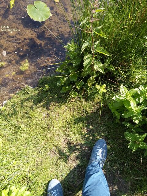 sehr grün am Schloß-See