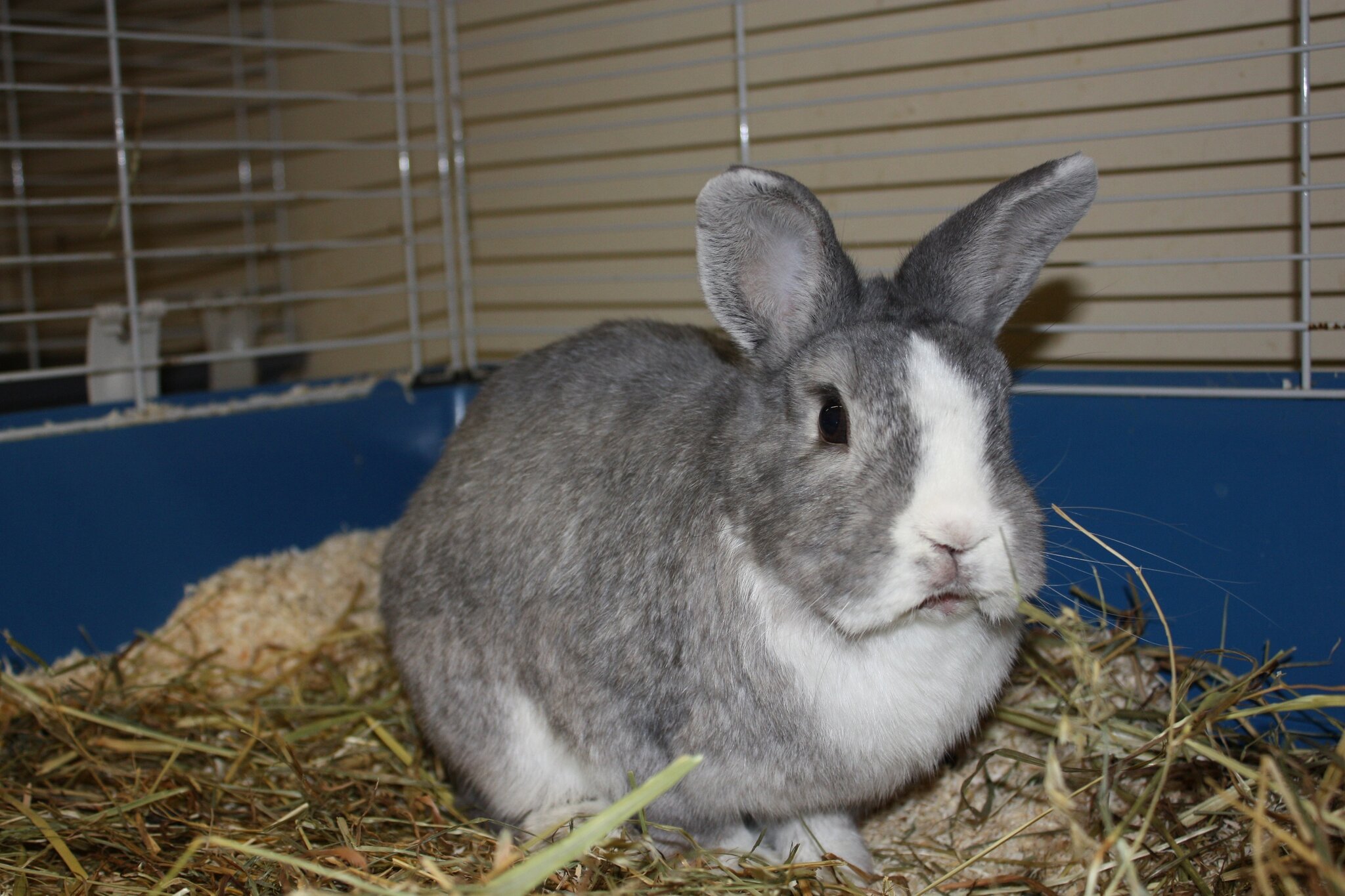 Tier der Woche Kaninchen Lilo ist zutraulich und lieb Duisburg