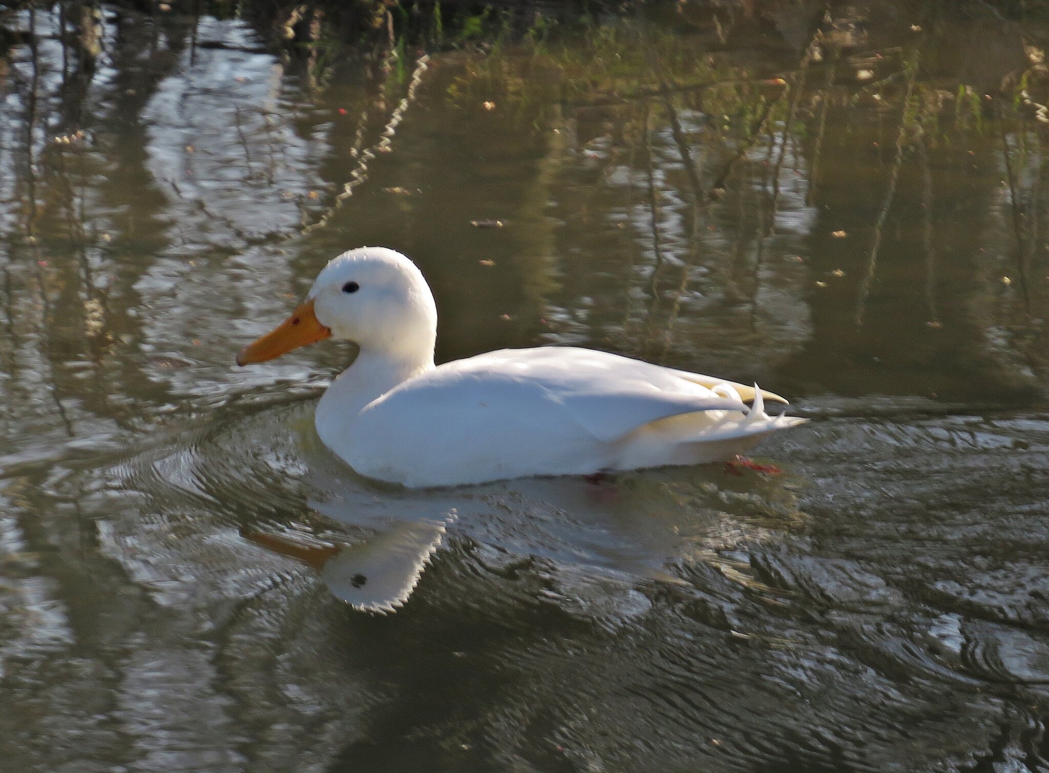 weiße Ente Entenrätsel auf der Wetering Kleve