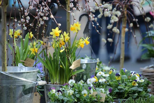 Viele Blumen, ein verkaufsoffener Sonntag und zahlreiche Besucher läuten aktuell den Frühling in Gevelsberg ein. Noch bis 18 Uhr sind heute in der Mittelstraße und in der Fußgängerzone viele Stände, Aktionen und eine Autoshow zu erleben.  | Foto: Patrick Jost