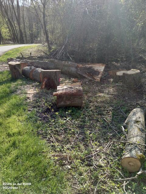 Unterholz Gehölz Abholzungen ...Überschwemmungen