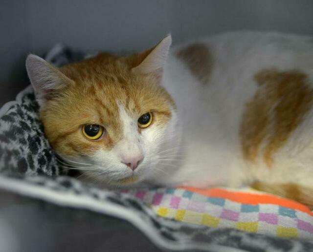 524: Kater, nicht kastriert; gefunden am 31. März an der Kaldekirche in Stoppenberg. Der Kater hielt sich schon länger in dieser Gegend auf. | Foto: Tierheim Essen