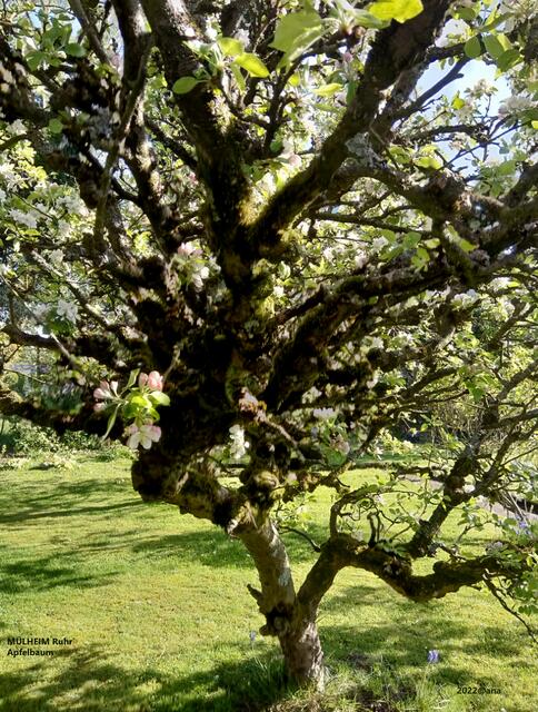 ...ein Apfelbaum in Mülheim an der Ruhr :-) ♥ sooo lovely♥ 2022