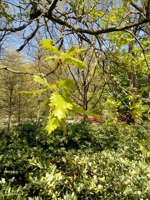 BLATT-GRÜN...in Essens´GRUGA-Park ♥