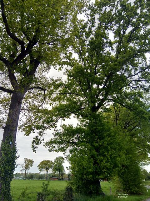 GRÜN, draußen, BÄUME...