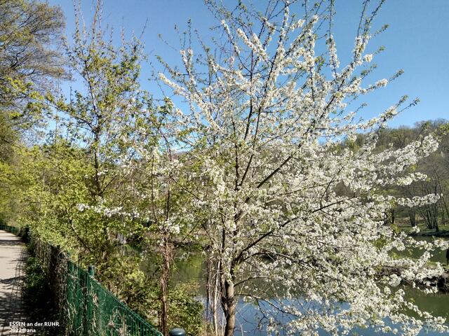 Bäume am Leinpfad, Essen-Werden :-) 2022@ana