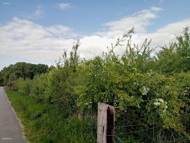 am Wegesrand mitten im Ruhrgebieet, ja, in Bottrop (Grafenwald) 2022