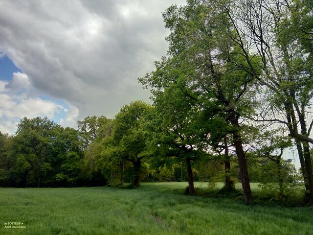 Bäume unter WOLKEN :-) in Bottrop entdeckt....2022@ana