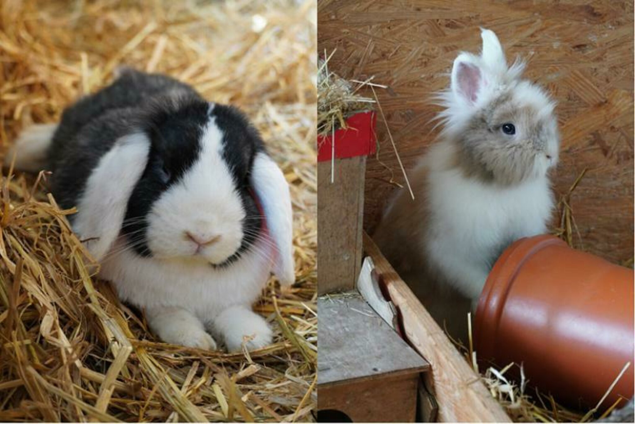 Tiere der Woche KaninchenDuo sucht neues Zuhause Dorsten