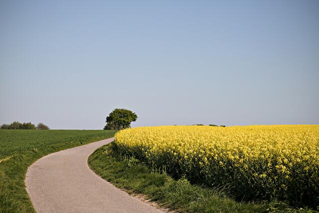 Im Hintergrund Baum der Besinnung