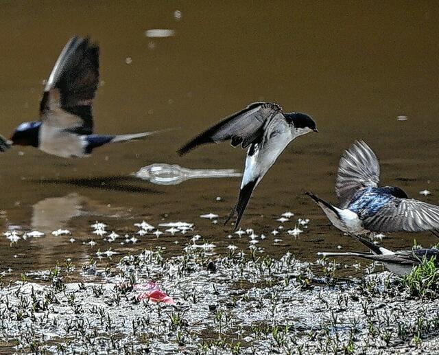 Mehlschwalben stehen bereits auf der Roten Liste. Wo brüten sie noch unter der Traufe?  | Foto: hwg