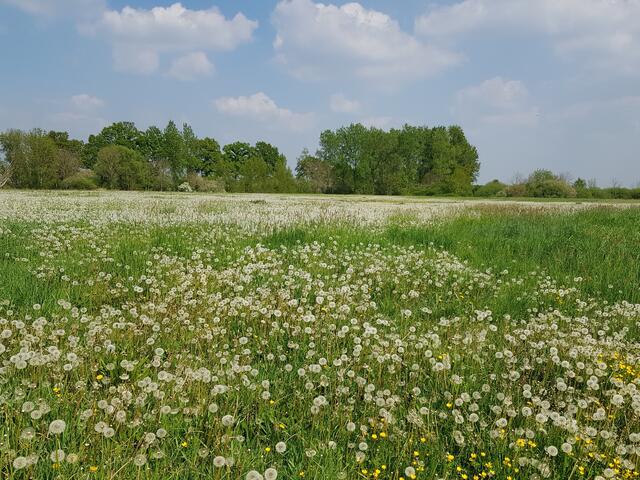 In Hülle und Fülle: Pusteblumen!