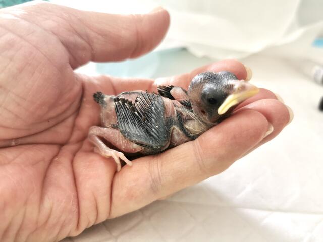 Vom Küken bis zum Jungvogel: Zwischen diesen beiden Fotos liegen 7 bis 8 Tage. Fotos: Esther Rossa