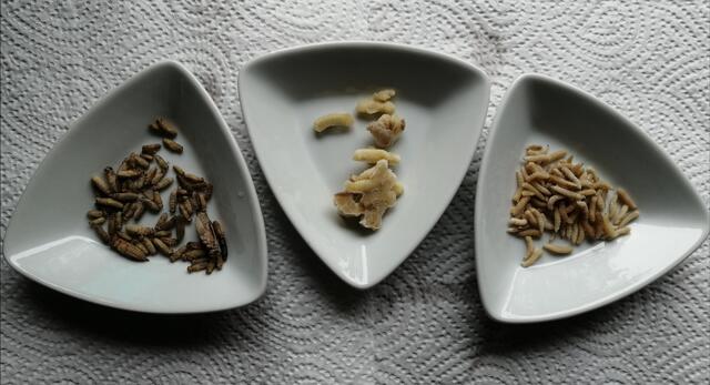 Futter: kleine Insekten, Fliegen oder Heimchen aus der Zoohandlung. Foto: Esther Rossa