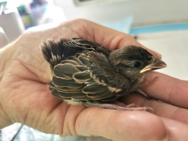 Vom Küken bis zum Jungvogel: Zwischen diesen beiden Fotos liegen 7 bis 8 Tage. Fotos: Esther Rossa