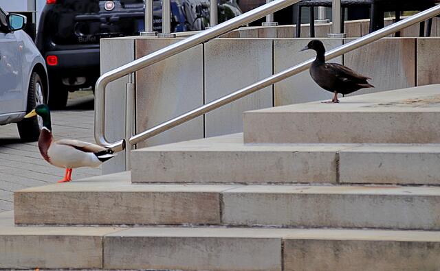 Ein Stockenten Paar in der Stadt unterwegs....