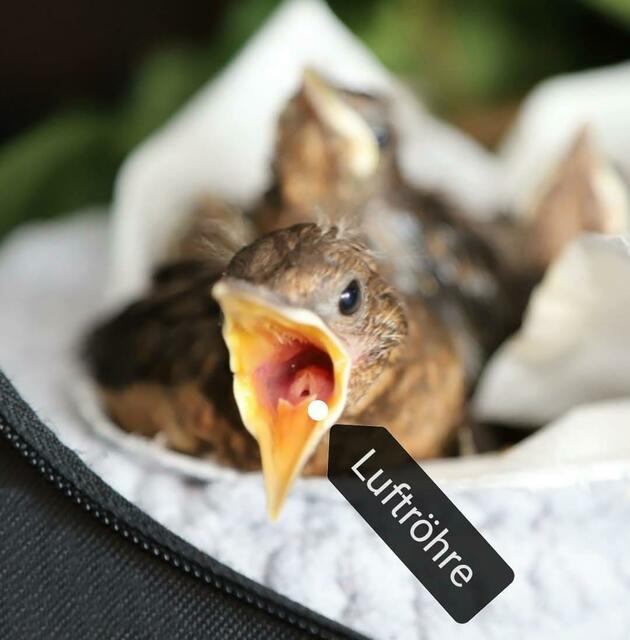 Kein Wasser einträufeln, da der Tropfen in das Atemloch gelangen könnte und der Vogel dann zu ersticken droht. Fotos: Esther Rossa
