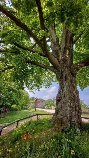 Foto: ©A.Dengs | www.fb.com/AndreasDengsPhotography