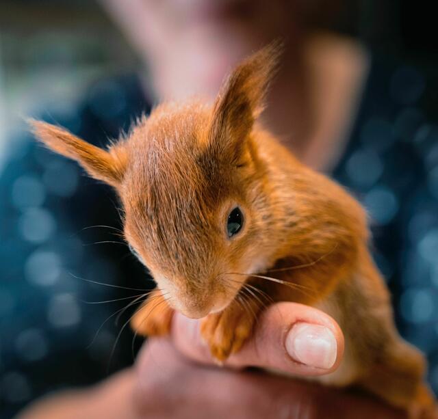 Verzweifelte Tiere suchen die Nähe zum Menschen. Foto: privat