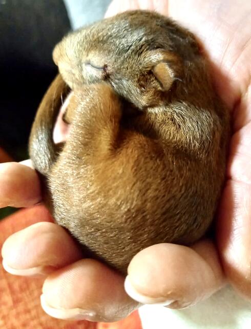 Eichhörnchen-Babys brauchen vor allem Wärme. Foto: privat