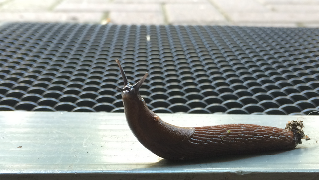 Freundliche Nacktschnecke bei der Begrüßung