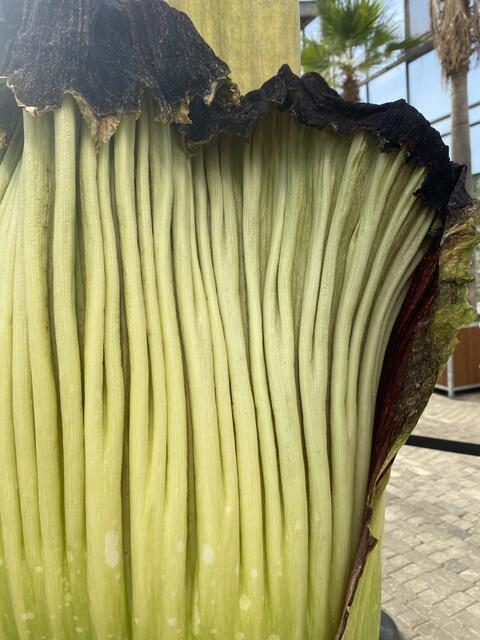 Titanwurz Essen Gruga Park | Foto: umbehaue