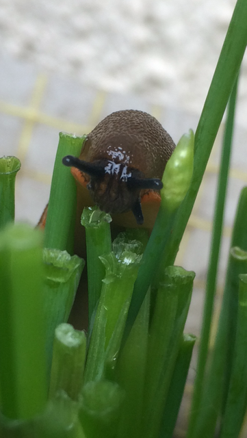 Durstige Schnecke trinkt Schnittlauchsaft